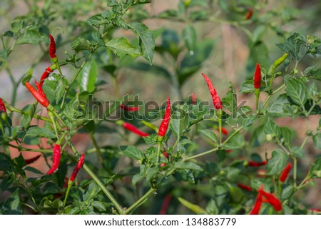 Red chili pepper on the tree