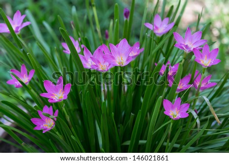purple rain lily flower ,Thailand