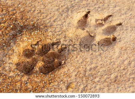 Dog footprint on the sand.