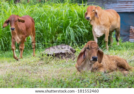 Brown cow in countryside ,Thailand.