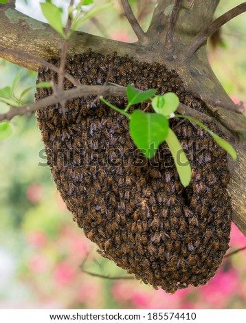 A swarm of Thailand honey bees clinging to a tree