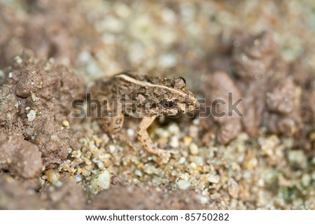 Tiny Brown Frog