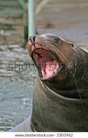 The sea lion frightening public by the terrible roar.