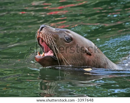 Swimming sea lion yawns and misses.
