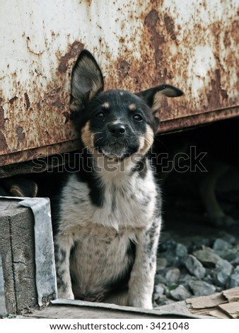 Alert homeless puppy under old rusty garage.