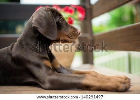 Brown Doberman Puppy. Selective focus.
