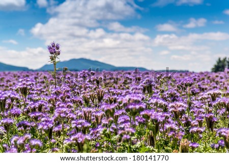 Field of purple wasp flowers with scenery view