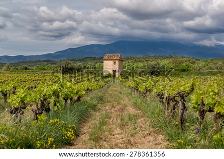Stand alone house in the middle of vineyard, France
