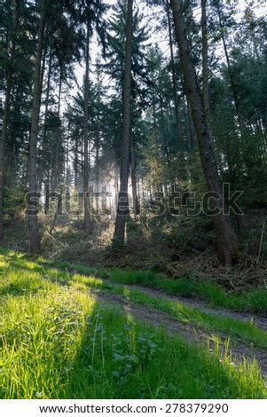 Morning light entering nice forest