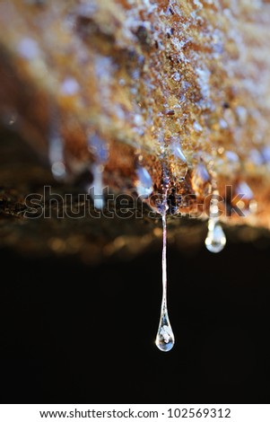 Drops of resin fall from a trunk in a pile of chopped wood