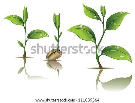 Young plant life process on white background
