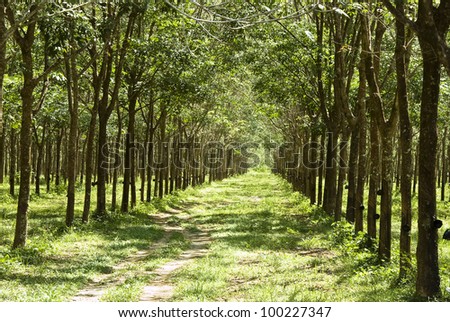 stock-photo-rubber-trees-at-thailand-100227347.jpg