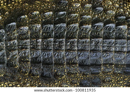 crocodile skins