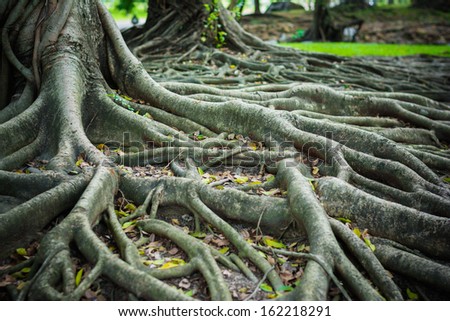 The roots of the banyan forest The roots of the banyan forest