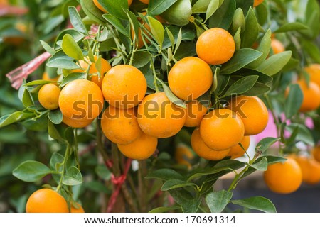 branch orange tree fruits green leaves