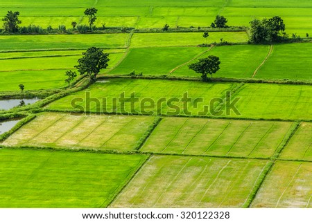 paddy field ,bird eye view