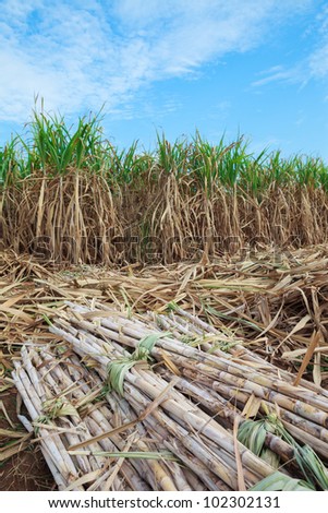 Time of harvesting sugar cane crop
