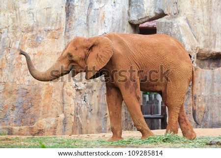 Red Couple African elephant