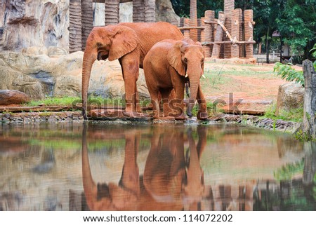 Two Red Couple African Elephant
