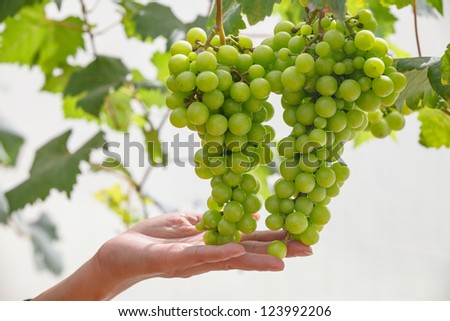 Hand holding grape tending in vineyard