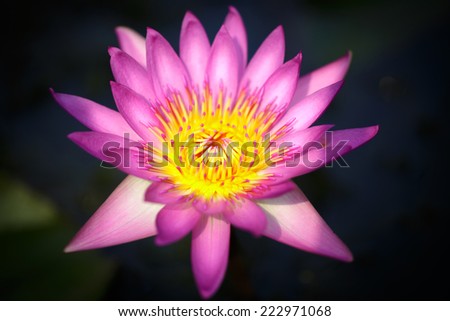 Top view of Beautiful Pink Lotus in pond