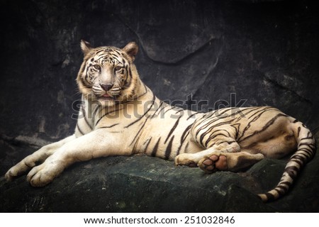 White tiger laying on a rock
