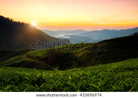 Tea plantation in the morning, Cameron highlands, Malaysia
