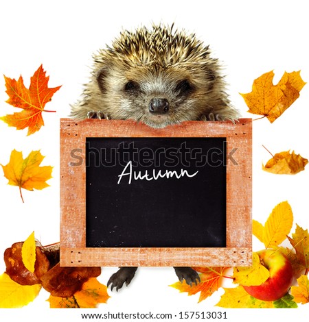 Funny cute hedgehog holding empty chalkboard or banner with leaf fall, apple and mushrooms at background