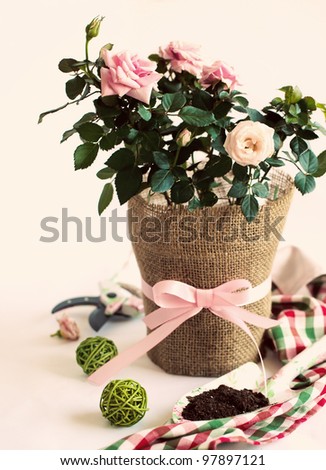 Gardening - pink rose in a pot with garden\'s tools