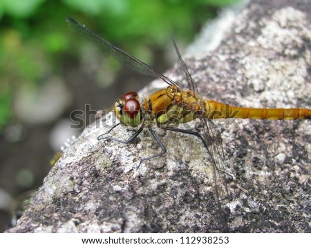 A macro shot of a japanese orange dragonfly living in japanese forests