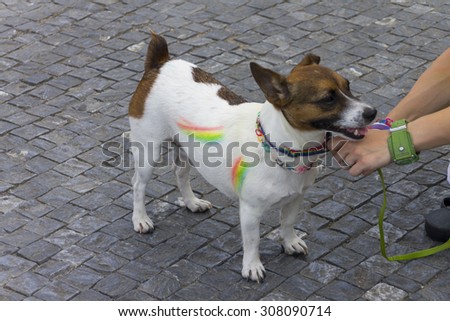 PRAGUE - AUGUST 15, 2015: A dog with rainbow stripes on the fifth Prague Pride 2015 with up to 35,000 people marching through the city to Letna park where a large outdoor music festival happened.