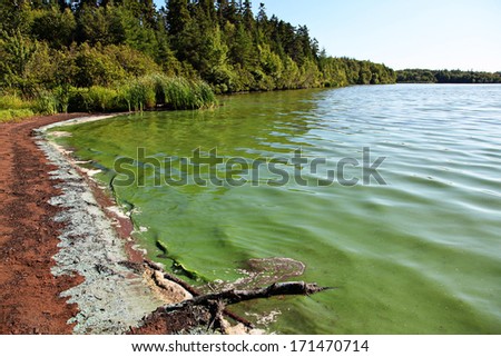 Lake with Algae in the water making it turn green
