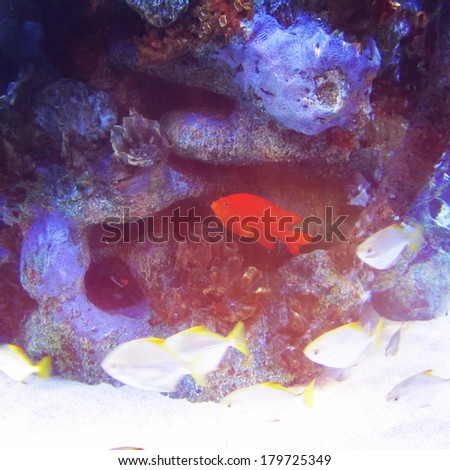 Underwater view of Fish in Ocean - instagram effect