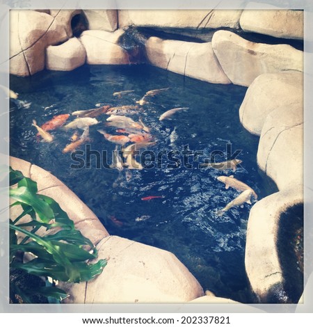 Fish pond with fish - instagram effect