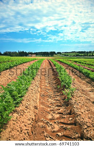 Lines of green vegetables in a farm field in PEI, CANADA