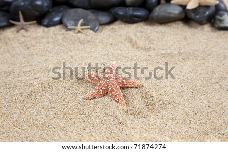 Nice Star fish on the sandy beach taken closeup