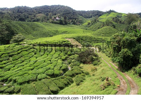 Dirt road on the tea plantation in Cameron Highlands, Malaysia