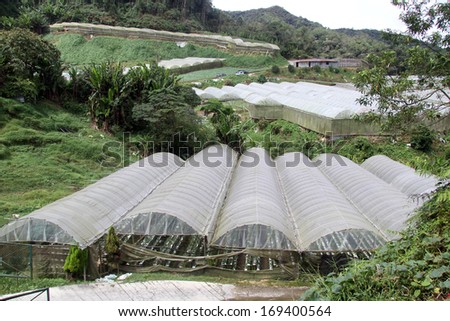 Greenhouses in strawberry farm in Malaysia