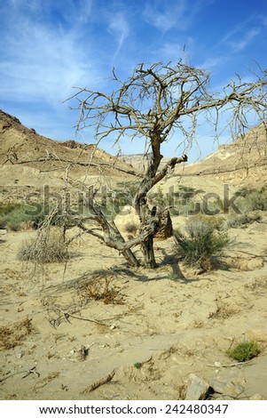 Big dry tree in Makhtesh Katan in Israel