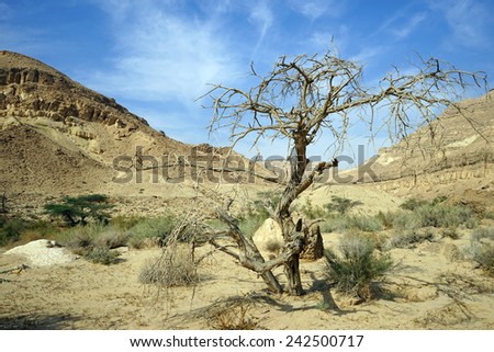 Dry tree in Makhtesh Katan crater in Negev desert, Israel