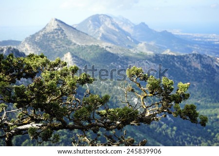 Pine tree branch and mountin in North Cyprus