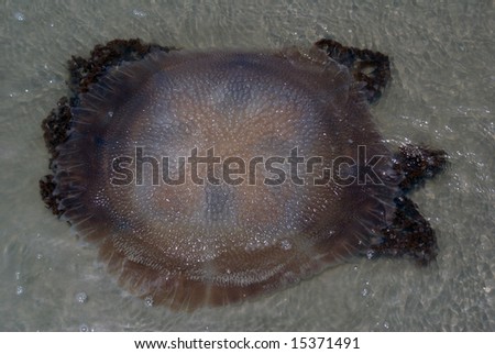 Jellyfish in the water near water\'s edge