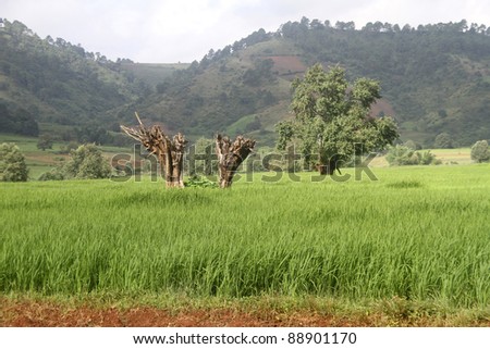 Dry trees and green field near villsage in Myanmar
