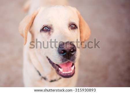 close up Labrador retriever with filter effect
