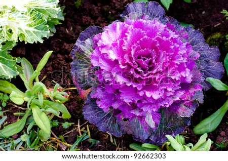 deep purple decorative cabbage as background