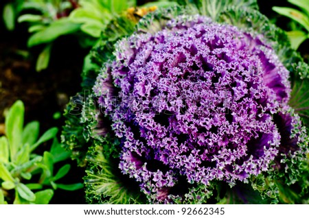 close-up deep purple decorative cabbage as background