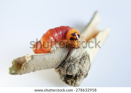 Round Headed Borer larva. Wood worm.