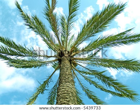 Palm Tree Crown