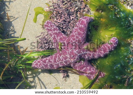 purple sea star
