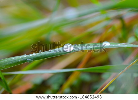Water on grass depth of field grass water drops